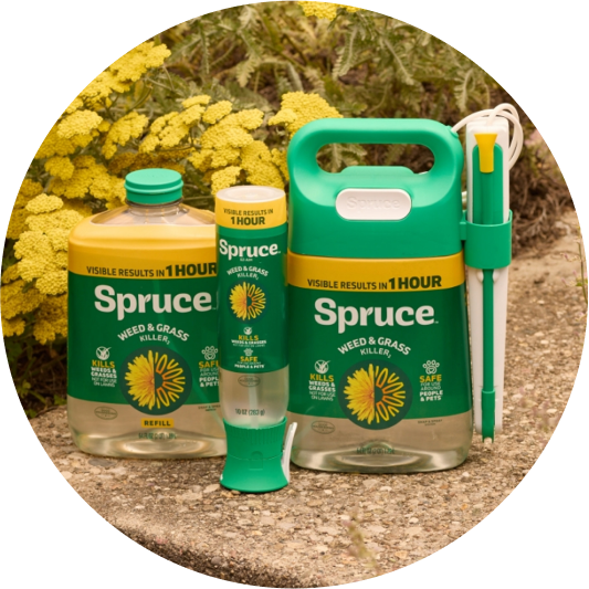 Spruce products